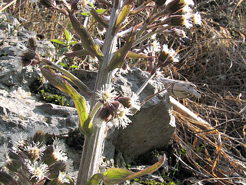 Petasites paradxus / Farfaraccio niveo